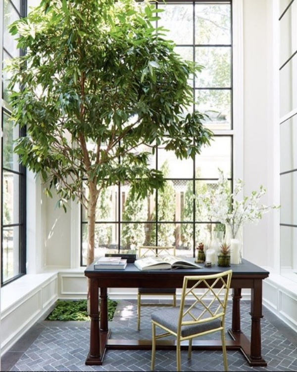 Trồng cây xanh trong nhà